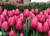 Tulipa Annaconda (3)
